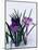 Crocuses in Snow-Darrell Gulin-Mounted Photographic Print