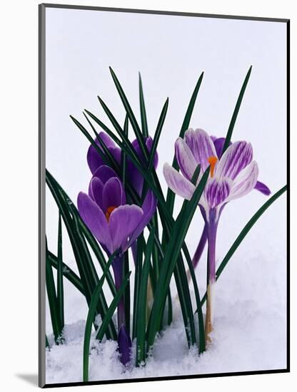 Crocuses in Snow-Darrell Gulin-Mounted Photographic Print