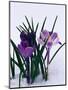 Crocuses in Snow-Darrell Gulin-Mounted Photographic Print