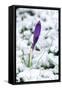 Crocuses in the Snow-null-Framed Stretched Canvas