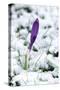 Crocuses in the Snow-null-Stretched Canvas