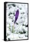 Crocuses in the Snow-null-Framed Stretched Canvas