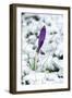 Crocuses in the Snow-null-Framed Photographic Print