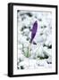 Crocuses in the Snow-null-Framed Photographic Print