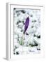 Crocuses in the Snow-null-Framed Photographic Print