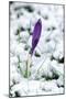 Crocuses in the Snow-null-Mounted Photographic Print