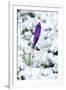 Crocuses in the Snow-null-Framed Photographic Print