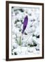 Crocuses in the Snow-null-Framed Photographic Print