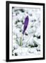 Crocuses in the Snow-null-Framed Photographic Print