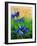 Crocuses-Pol Ledent-Framed Art Print