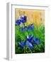 Crocuses-Pol Ledent-Framed Art Print