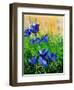 Crocuses-Pol Ledent-Framed Art Print