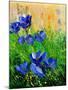 Crocuses-Pol Ledent-Mounted Art Print