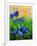 Crocuses-Pol Ledent-Framed Art Print