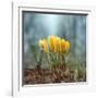 Crocuses-Ben Heine-Framed Photographic Print