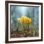 Crocuses-Ben Heine-Framed Photographic Print