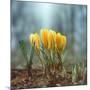 Crocuses-Ben Heine-Mounted Photographic Print