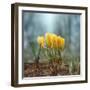 Crocuses-Ben Heine-Framed Photographic Print