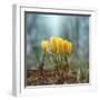 Crocuses-Ben Heine-Framed Photographic Print