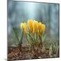 Crocuses-Ben Heine-Mounted Photographic Print