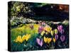 Crocusses-Pol Ledent-Stretched Canvas