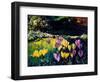 Crocusses-Pol Ledent-Framed Art Print