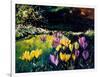 Crocusses-Pol Ledent-Framed Art Print