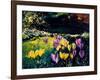 Crocusses-Pol Ledent-Framed Art Print