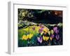 Crocusses-Pol Ledent-Framed Art Print