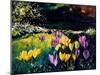 Crocusses-Pol Ledent-Mounted Art Print