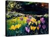 Crocusses-Pol Ledent-Stretched Canvas