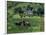 Croft with Hay Cocks and Tractor, Glengesh, County Donegal, Eire (Republic of Ireland)-Duncan Maxwell-Framed Photographic Print