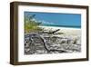 Crooked Branches-Jan Michael Ringlever-Framed Art Print