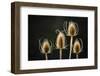 Crooked River State Park, Oregon, USA. Common teasel, Dipsacus sylvestris-Mark Williford-Framed Photographic Print