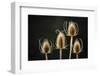 Crooked River State Park, Oregon, USA. Common teasel, Dipsacus sylvestris-Mark Williford-Framed Photographic Print