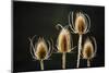 Crooked River State Park, Oregon, USA. Common teasel, Dipsacus sylvestris-Mark Williford-Mounted Photographic Print