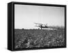 Crop Dusting Plane Flies over Field-null-Framed Stretched Canvas