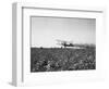 Crop Dusting Plane Flies over Field-null-Framed Photographic Print