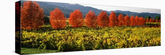 Crop in a Vineyard, Napa Valley, California, USA-null-Stretched Canvas