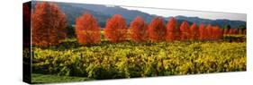 Crop in a Vineyard, Napa Valley, California, USA-null-Stretched Canvas