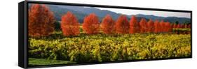 Crop in a Vineyard, Napa Valley, California, USA-null-Framed Stretched Canvas