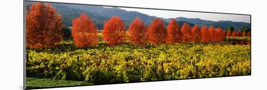 Crop in a Vineyard, Napa Valley, California, USA-null-Mounted Photographic Print