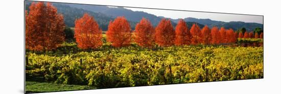 Crop in a Vineyard, Napa Valley, California, USA-null-Mounted Photographic Print