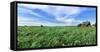 Crop in field with old style barn in the background, Stelle, Ford County, Illinois, USA-Panoramic Images-Framed Stretched Canvas