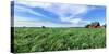 Crop in field with old style barn in the background, Stelle, Ford County, Illinois, USA-Panoramic Images-Stretched Canvas