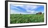 Crop in field with old style barn in the background, Stelle, Ford County, Illinois, USA-Panoramic Images-Framed Photographic Print