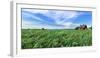 Crop in field with old style barn in the background, Stelle, Ford County, Illinois, USA-Panoramic Images-Framed Photographic Print