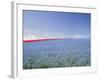 Crop of Flax on Hillside in Rows, Willamette Valley, Oregon, USA-Terry Eggers-Framed Photographic Print