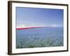 Crop of Flax on Hillside in Rows, Willamette Valley, Oregon, USA-Terry Eggers-Framed Photographic Print