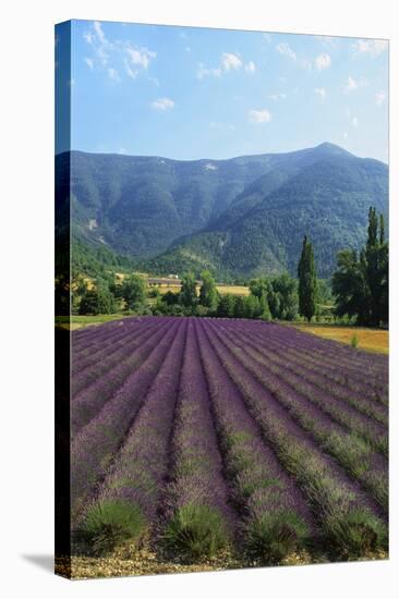 Crop of Lavender, Le Plateau De Sault, Provence, France-Guy Thouvenin-Stretched Canvas